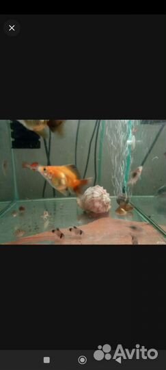 Золотые риукины