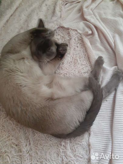 Передержка животных