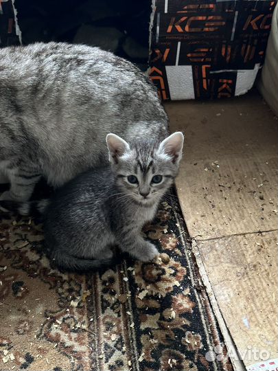 Котята котенок