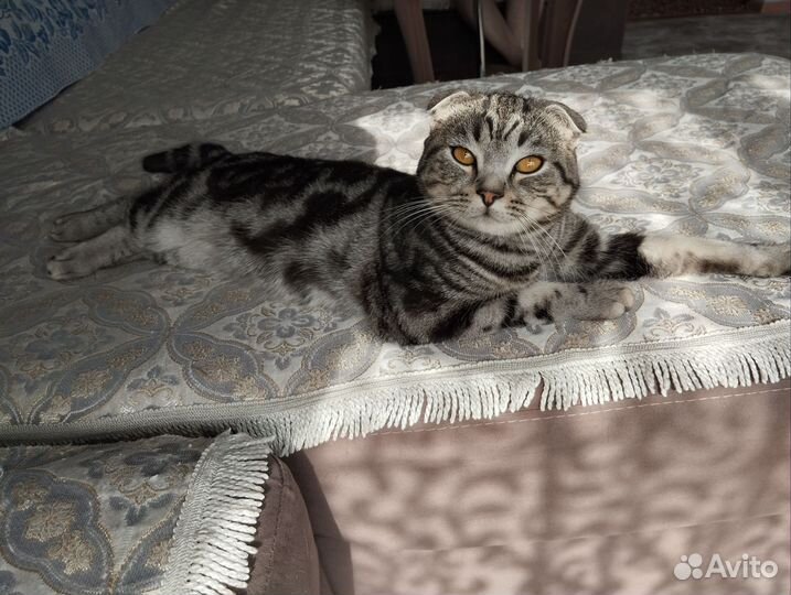 Шотландские вислоухие котята шиншилла