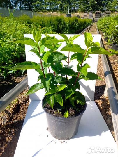 Гортензия метельчатая Фрайз Мельба С5