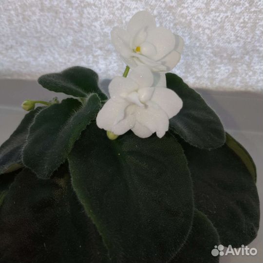 Фиалки цветущие в горшке