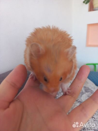 Сирийский хомяк девочка