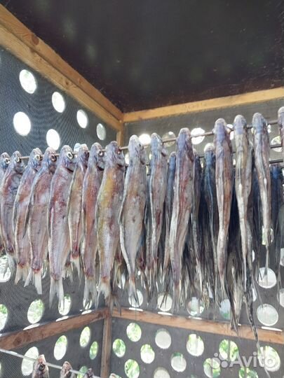 Тарань отборная Май 2024