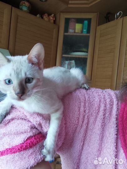 Бенгальские котята