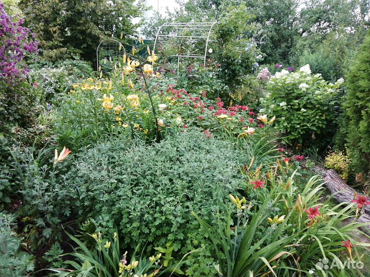 Садовые многолетние цветы