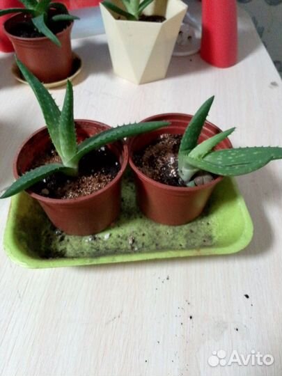 Алоэ вера (столетник)