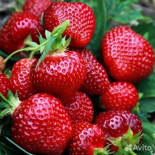 Рассада клубники