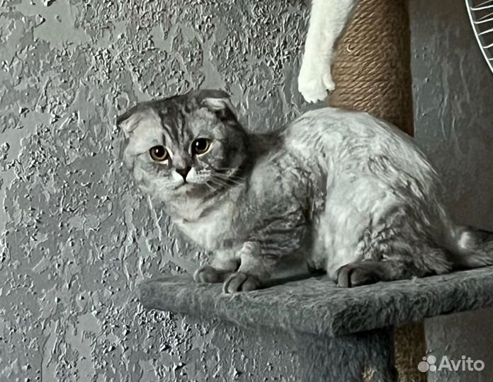 Кот в добрые руки