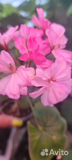 Герань пеларгония