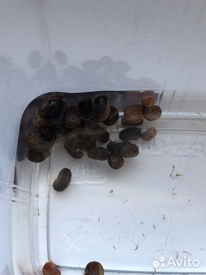 Улитки катушки, аквариумные