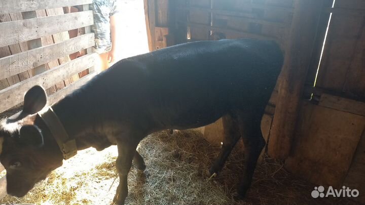 Тёлка красностепна