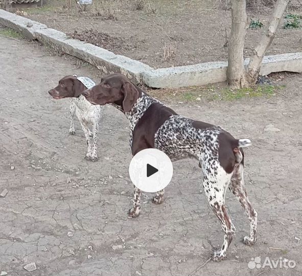 Щенки курцхаара