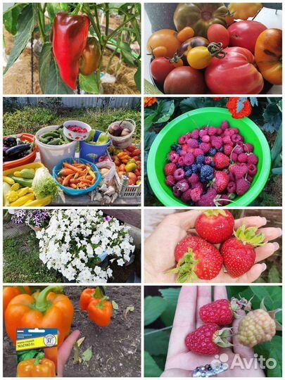 Рассада клубники гигант, малина и ежевика сортовые