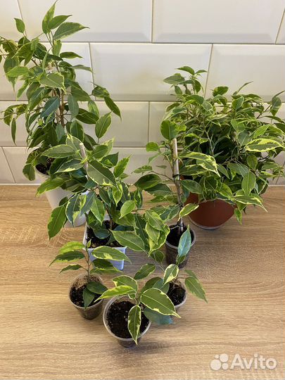Фикус бенджамина кинки