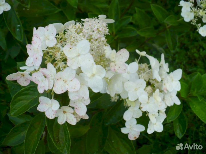 Гортензия Беби лес