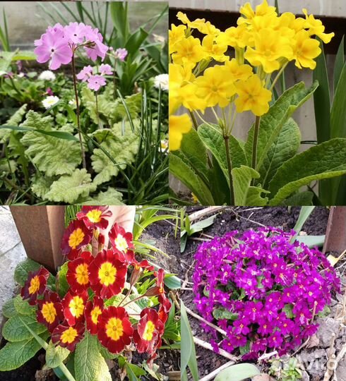 Многолетние цветы