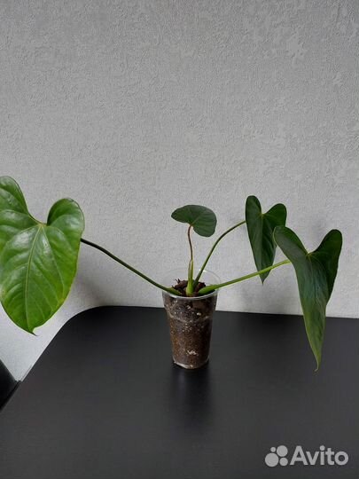 Антуриум Казанова