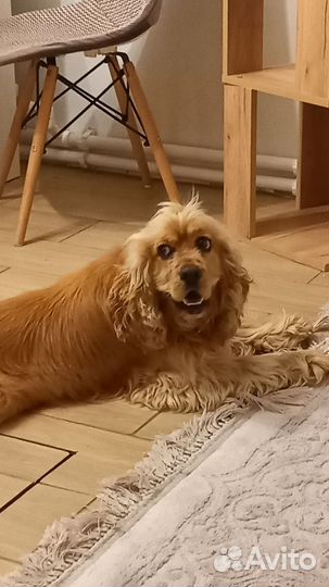 Вязка собак английский кокер спаниель