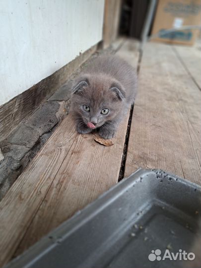 Отдам котят