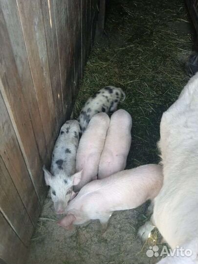 Поросенок ландрас