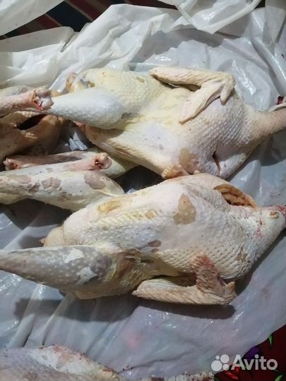 Индюки степные