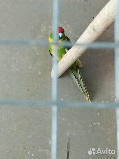 Попугай какарик