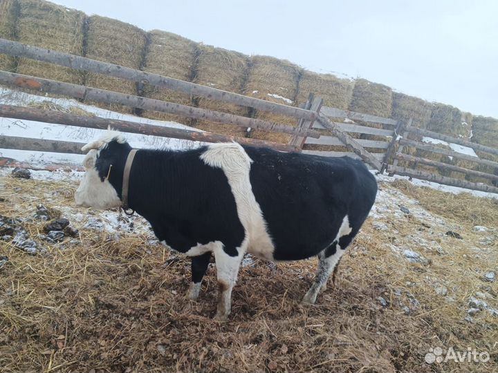 Продам карову