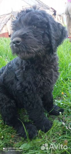 Щенок Черный Русский Терьер