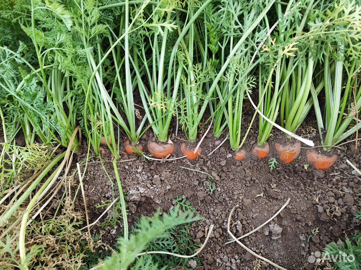 Семена моркови Номерная св 7381 дч F1 (Seminis)