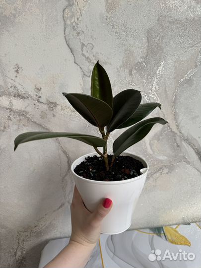 Фикус каучуконосный (эластика)