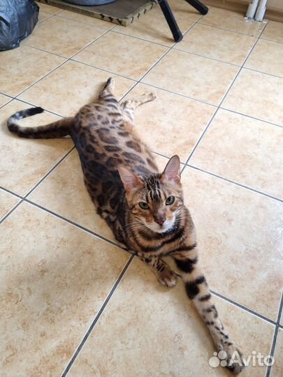 Бенгальская