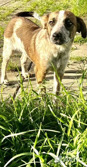 Щенок очаровашка