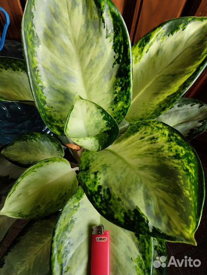 Аглаонема Уши слона Тай