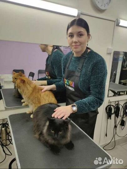 Стрижка кота/кошки, вычёсывание/выезд на дом