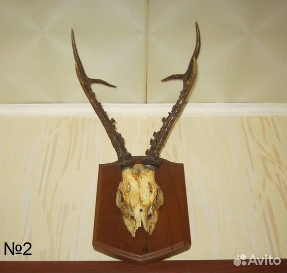Рога косули с черепом