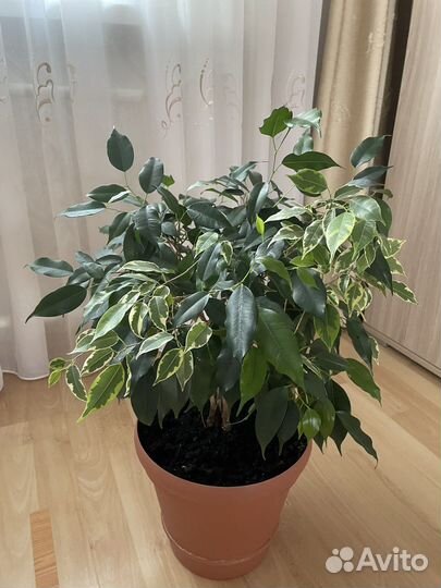 Фикус бенджамина