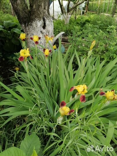 Хоста и ирисы