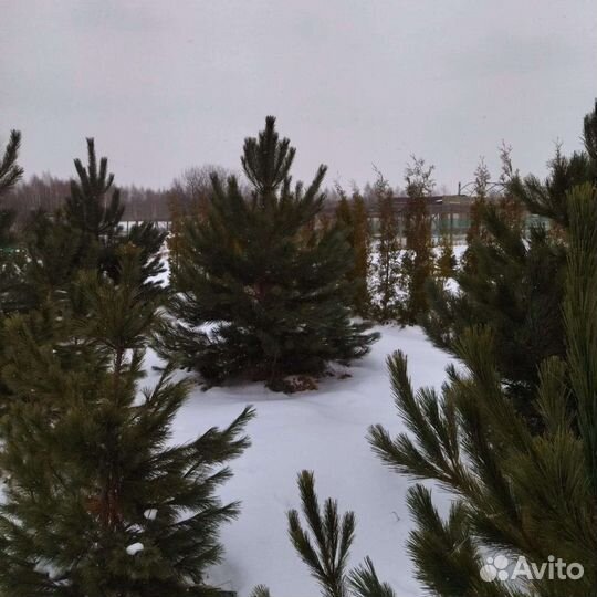 Сосна Норвежская 3-4м крупномеры