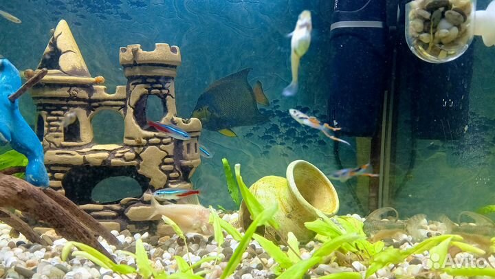 Гуппи эндлера