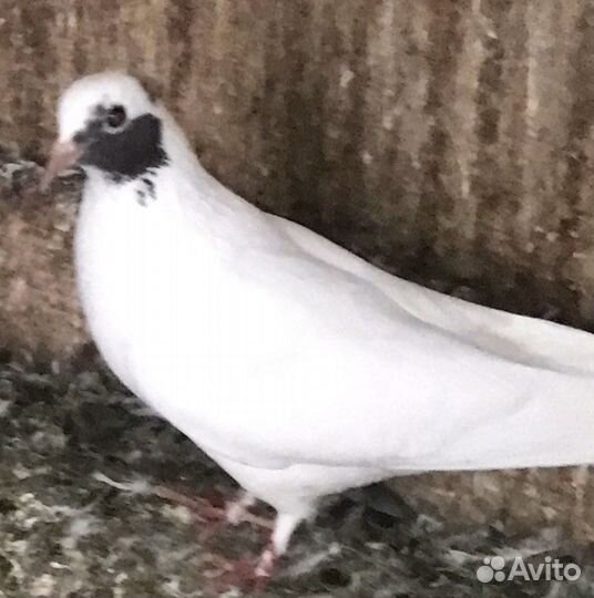 Продам бойных голубей