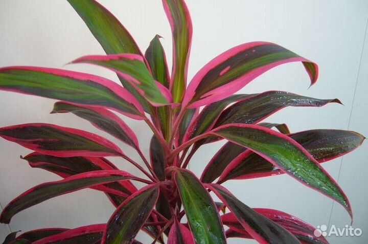 Спатифиллум, Кордилина, Эпифиллум оксипеталум