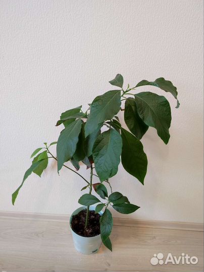 Авокадо, денежное дерево, толстянка