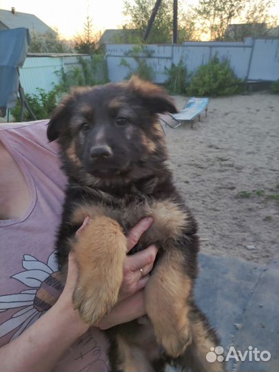 Немецкая овчарка