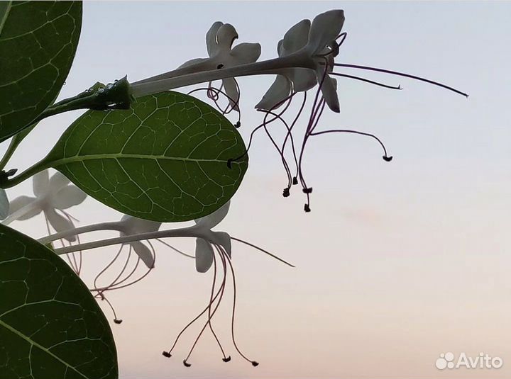 Клеродендрум, красивый комнатный цветок, из Дубая