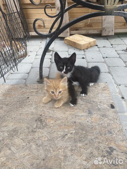 Котята в добрые руки