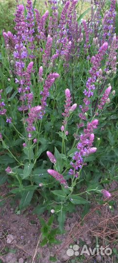 Шалфей дубравный, ромашка розовая, гвоздика