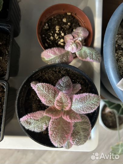 Эписция акварельная, pink smoke, детки