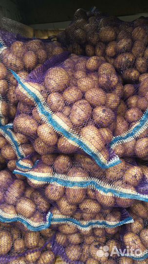 Картошка Беллароза Родрига