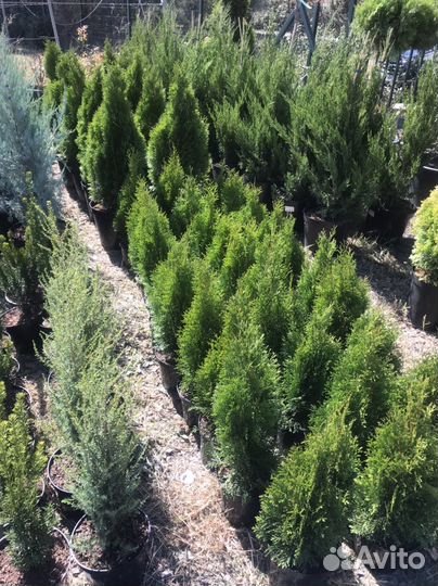 Туя Смарагд (Smaragd)